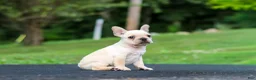 French Bulldog dogs for sale: Koby - Ad 10