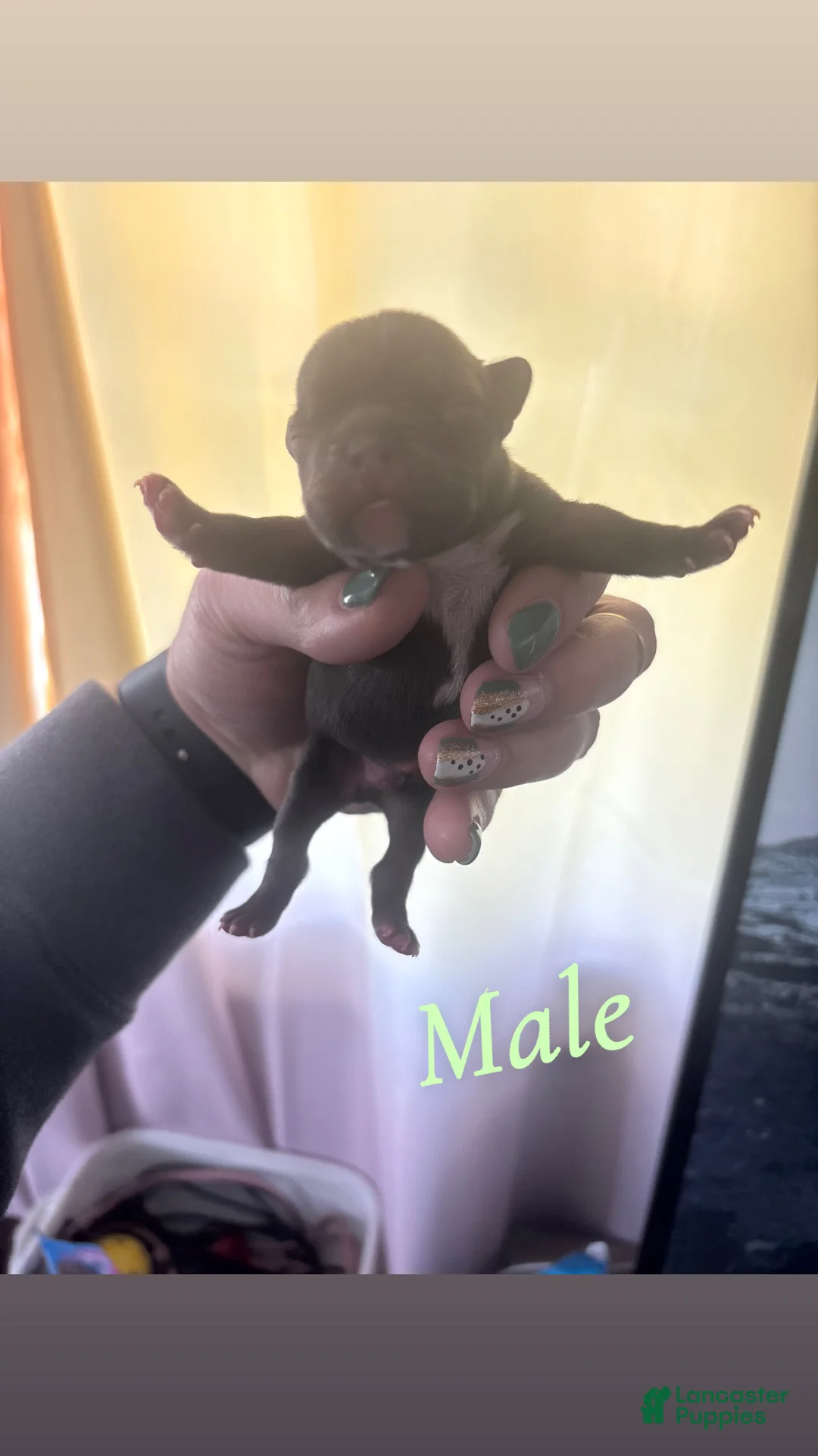 Mixed Breed dogs for sale: Mixed Breed Puppy 1 - Ad 2