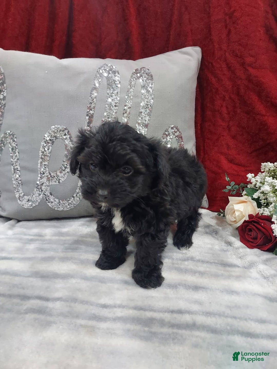 Mixed Breed dogs for sale: Ruby - Ad 11