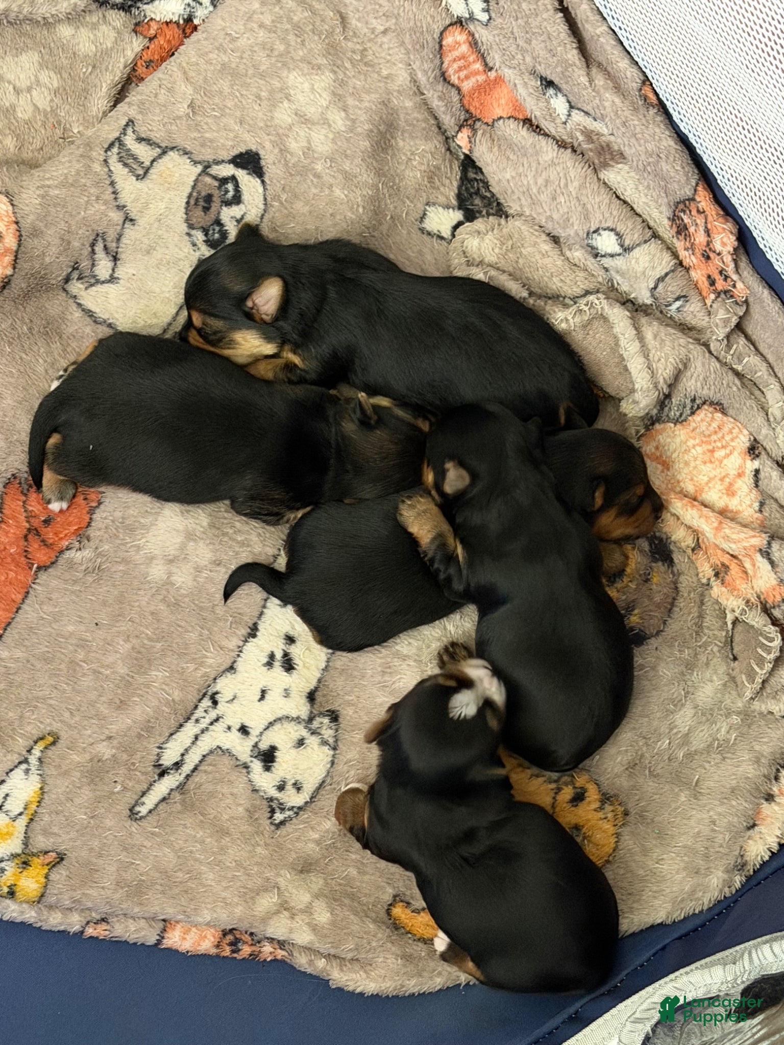 Yorkshire Terrier dogs Yorkshire Terrier Puppy 2 - Ad 18