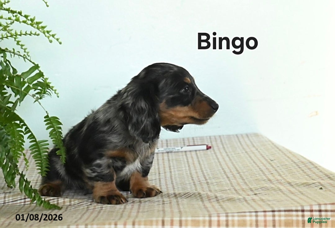 Miniature Dachshund dogs for sale: Bingo - Ad 3