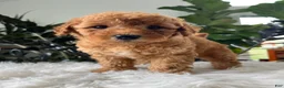 Mini Goldendoodle dogs for sale: Button - Ad 3