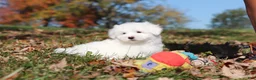 Maltese dogs for sale: Colby - Ad 10