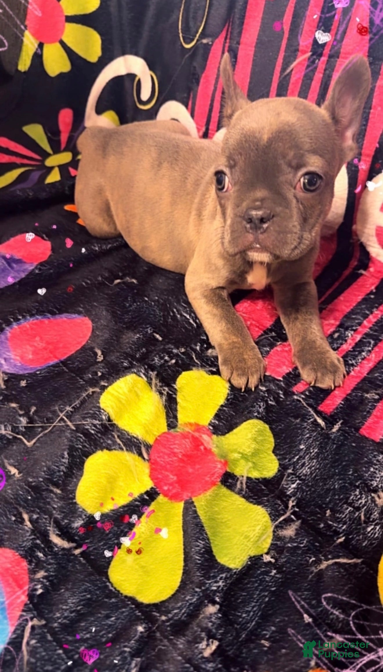 French Bulldog dogs Ava - Ad 1