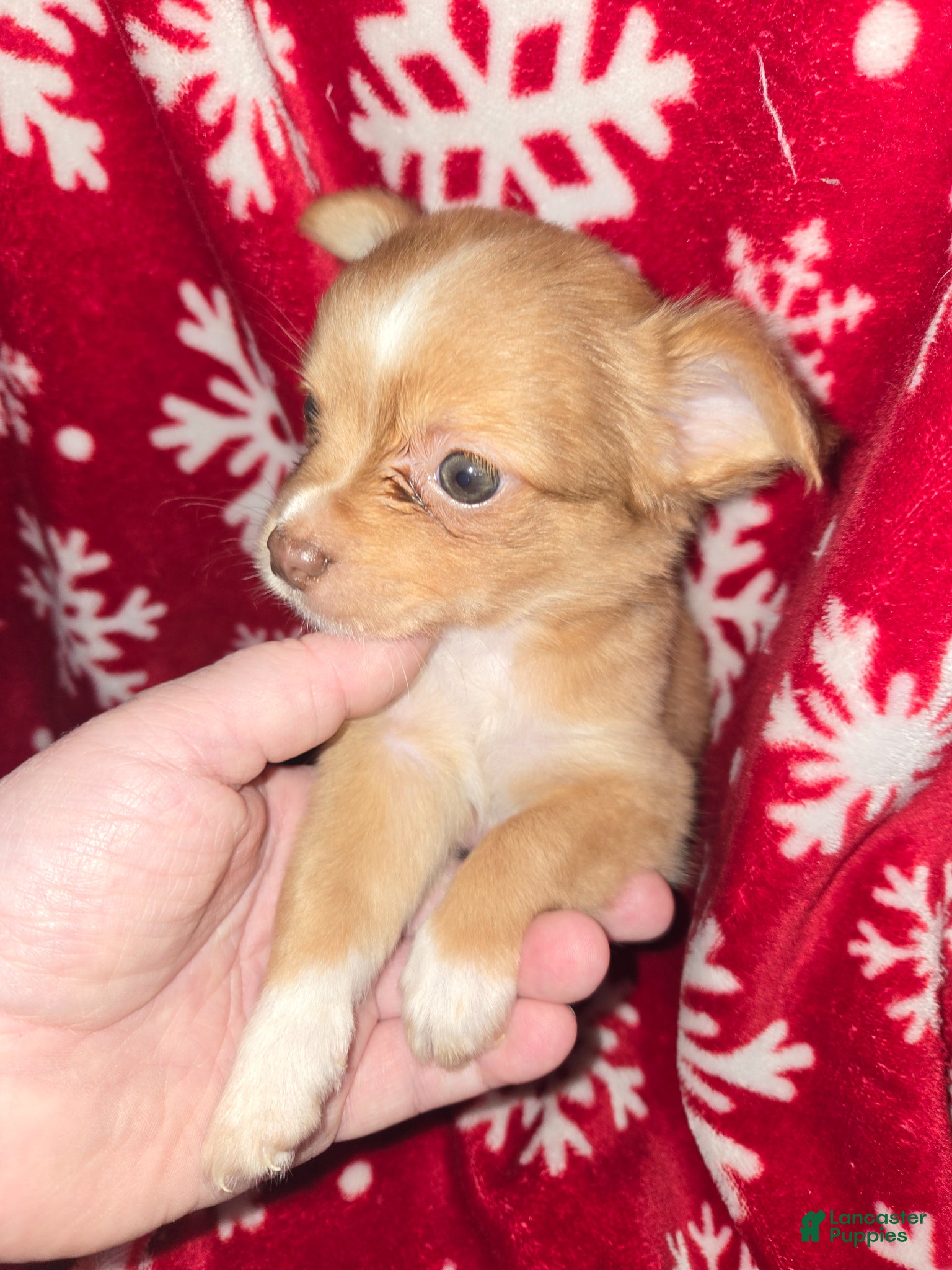 Chihuahua dogs Long Hair Red boy - Ad 15