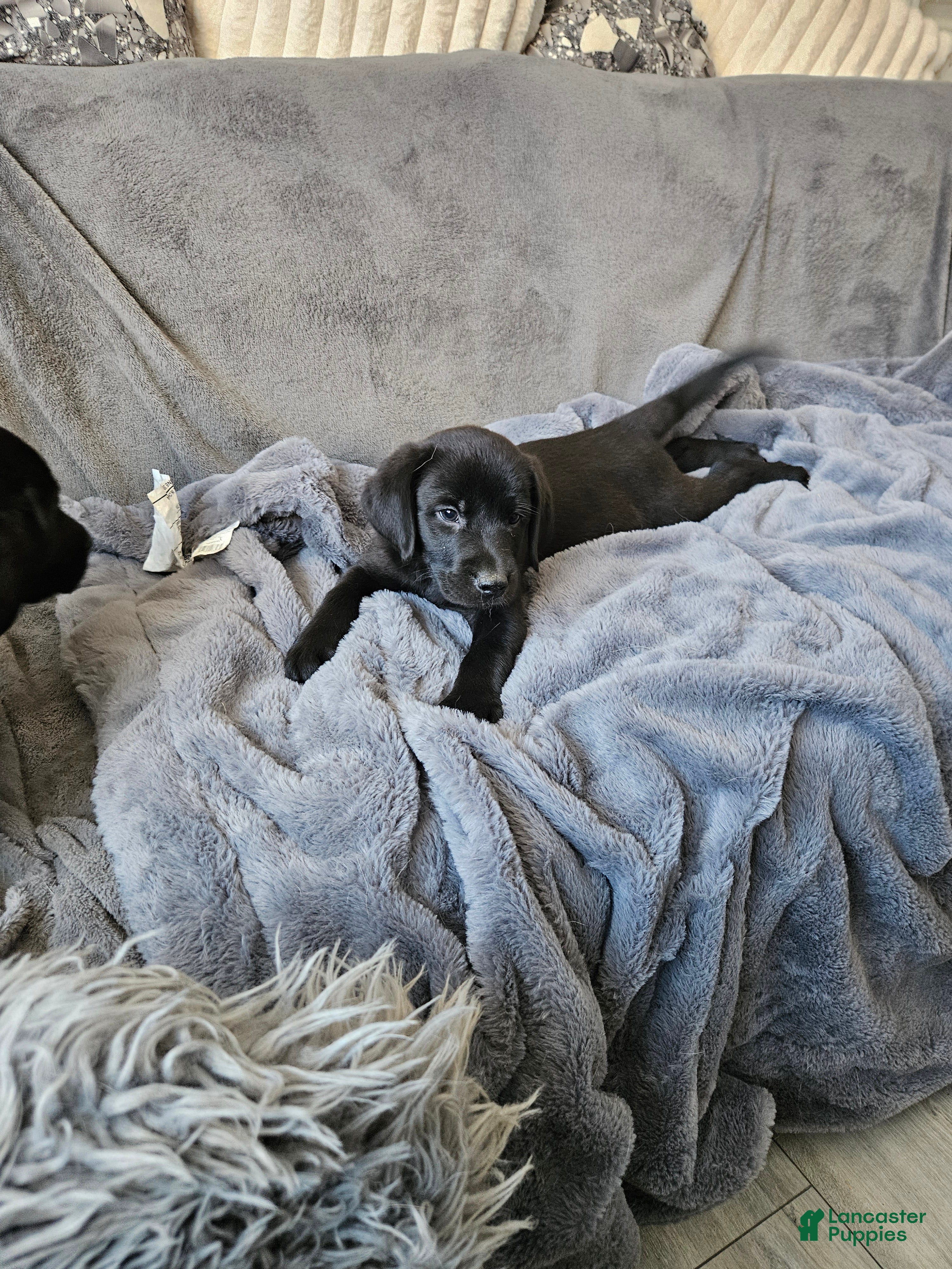 Labrador Retriever dogs Labrador Retriever Puppy 5 - Ad 1