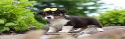 Welsh Corgi Pembroke dogs for sale: Nala - Ad 6