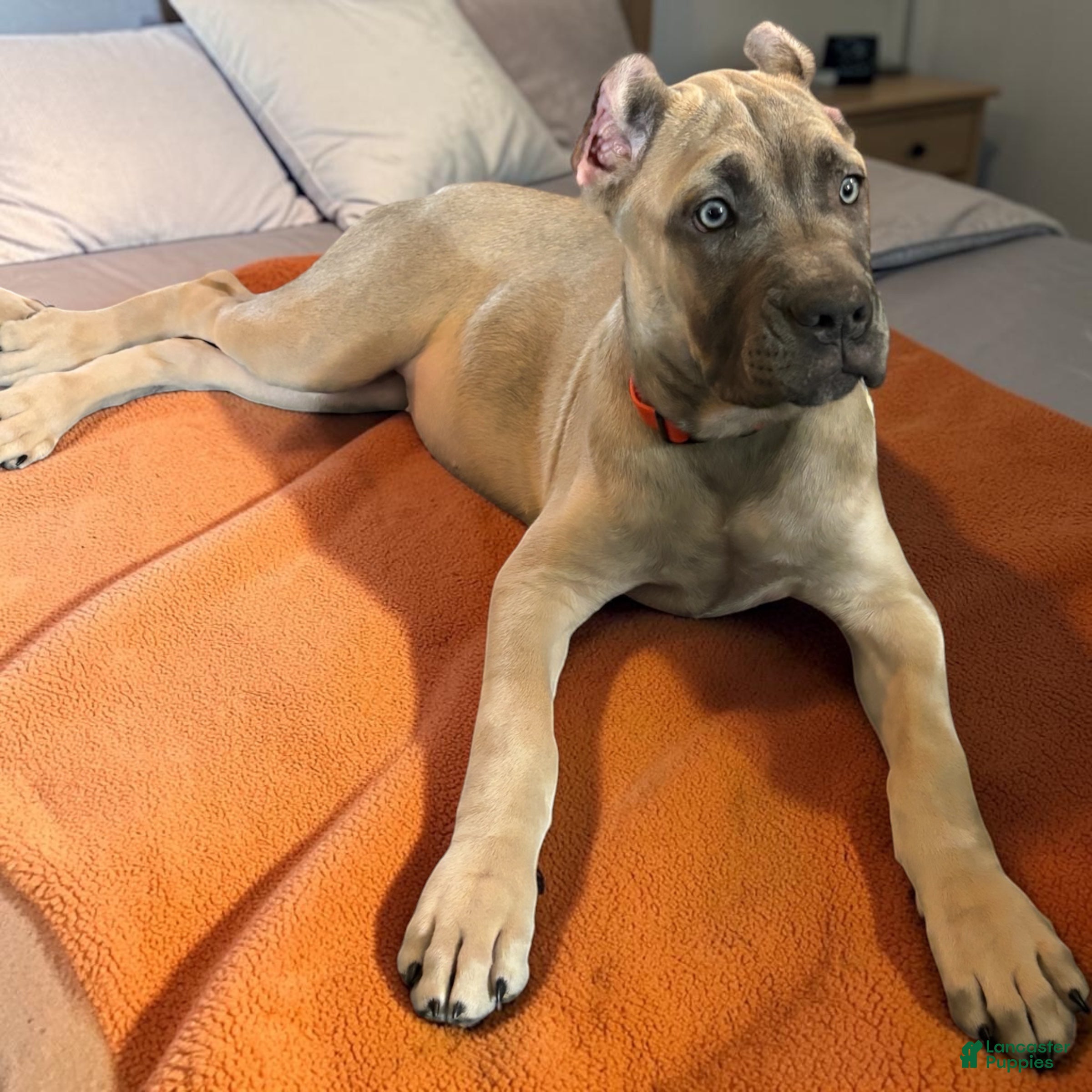 Cane Corso dogs Cane Corso gray - Ad 20