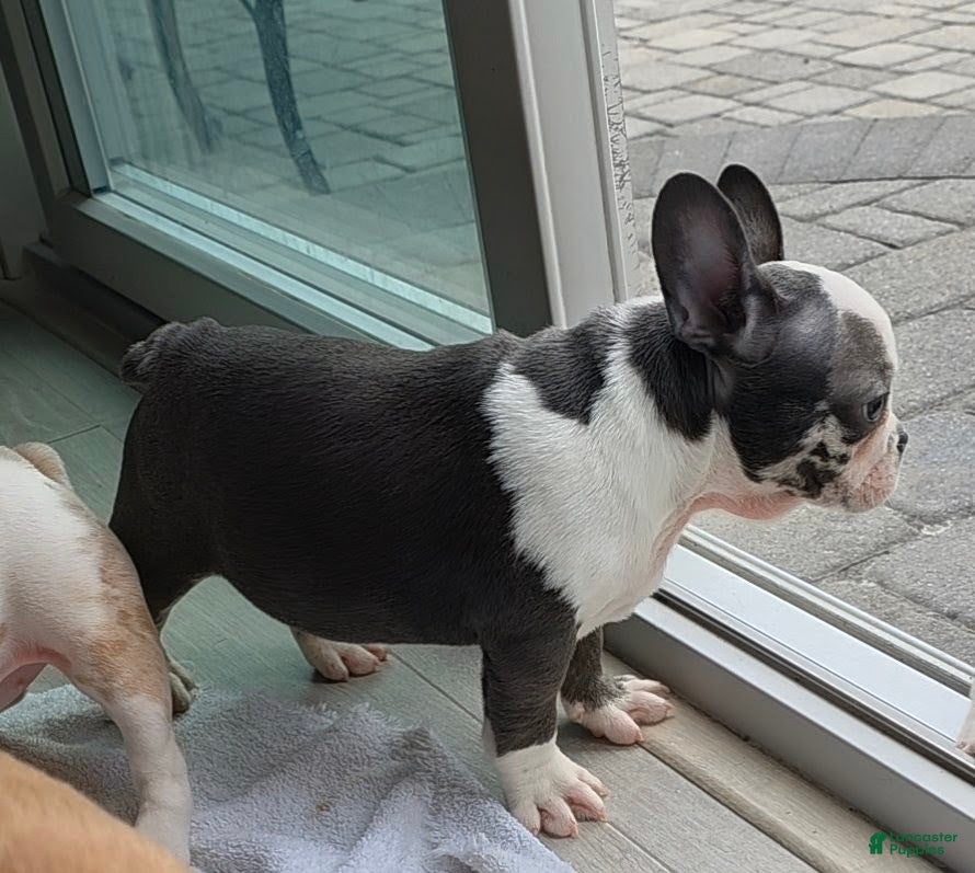 French Bulldog dogs Sultan - Ad 2