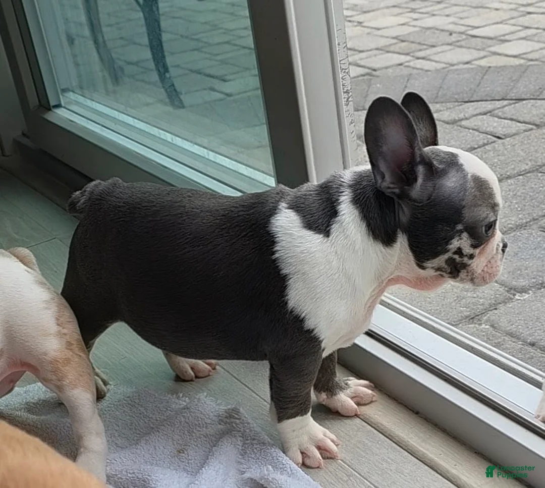 French Bulldog dogs for sale: Sultan - Ad 2