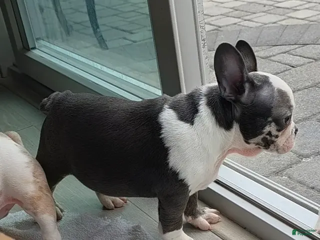 French Bulldog dogs for sale: Sultan - Ad 2