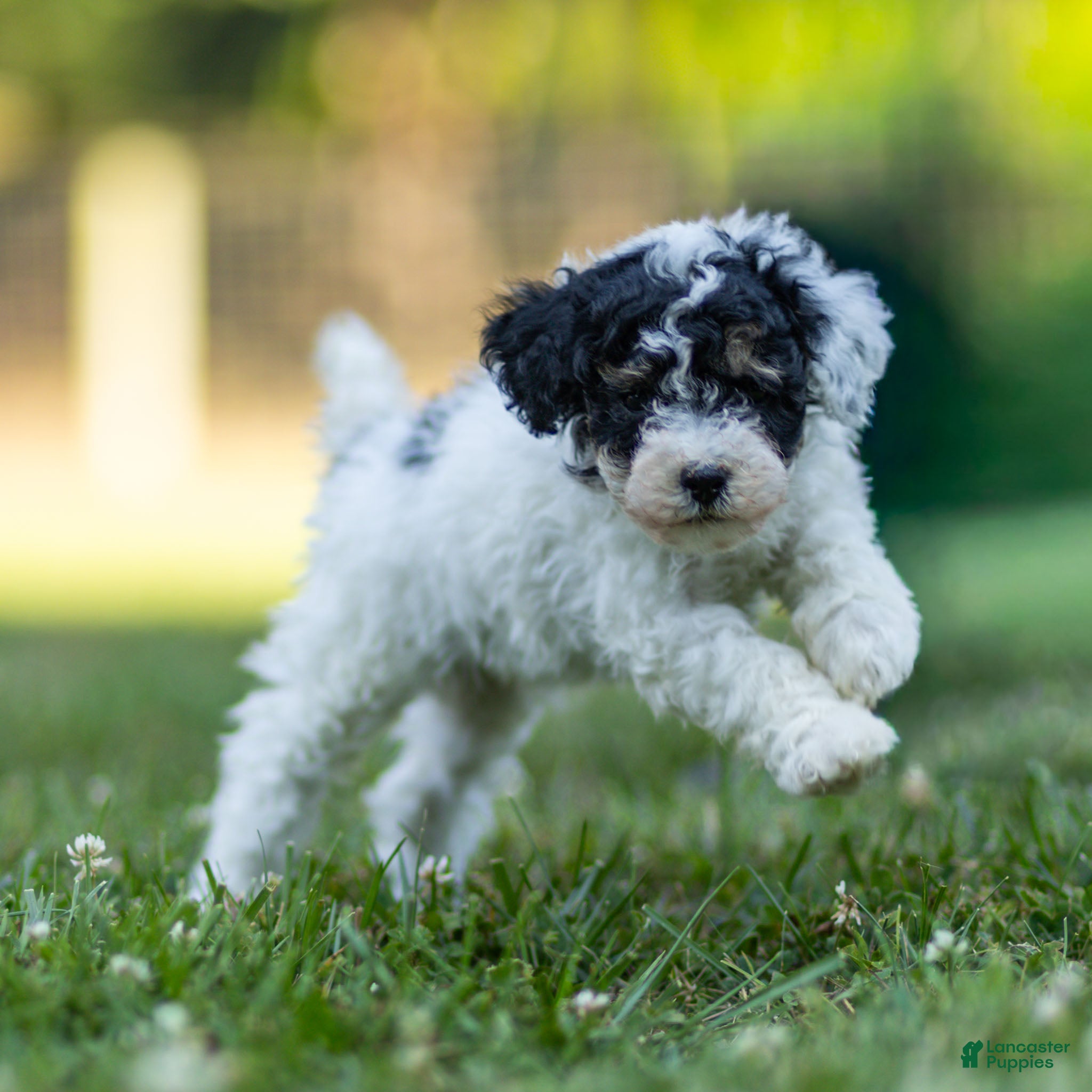 Miniature Poodle dogs Spike Miniature Poodle  - Ad 1