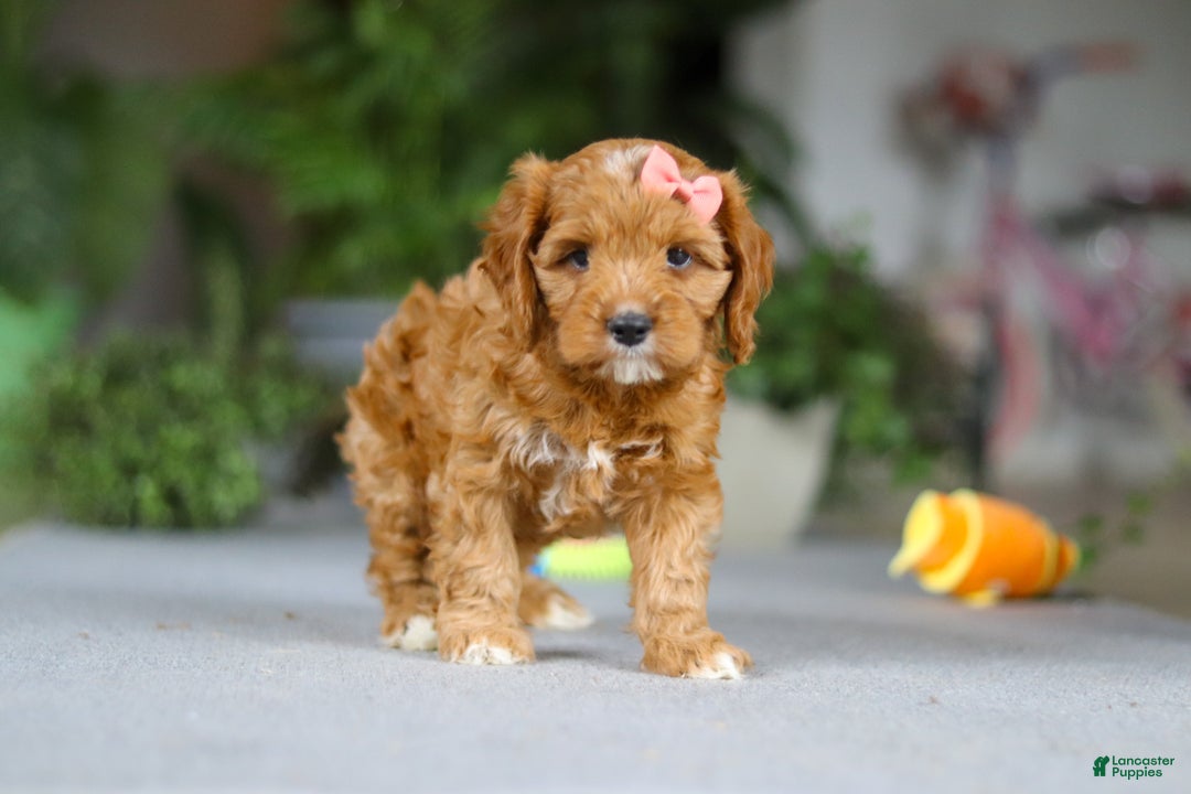 Cavapoo dogs for sale: Jewel - Ad 1