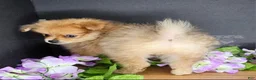 Pomeranian dogs for sale: Pepper's Long Shot - "Archer" - Ad 2