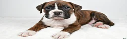 Boxer dogs for sale: Cooper - Ad 6