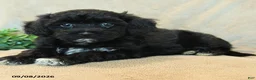 Havapoo dogs for sale: Thumper - Ad 3