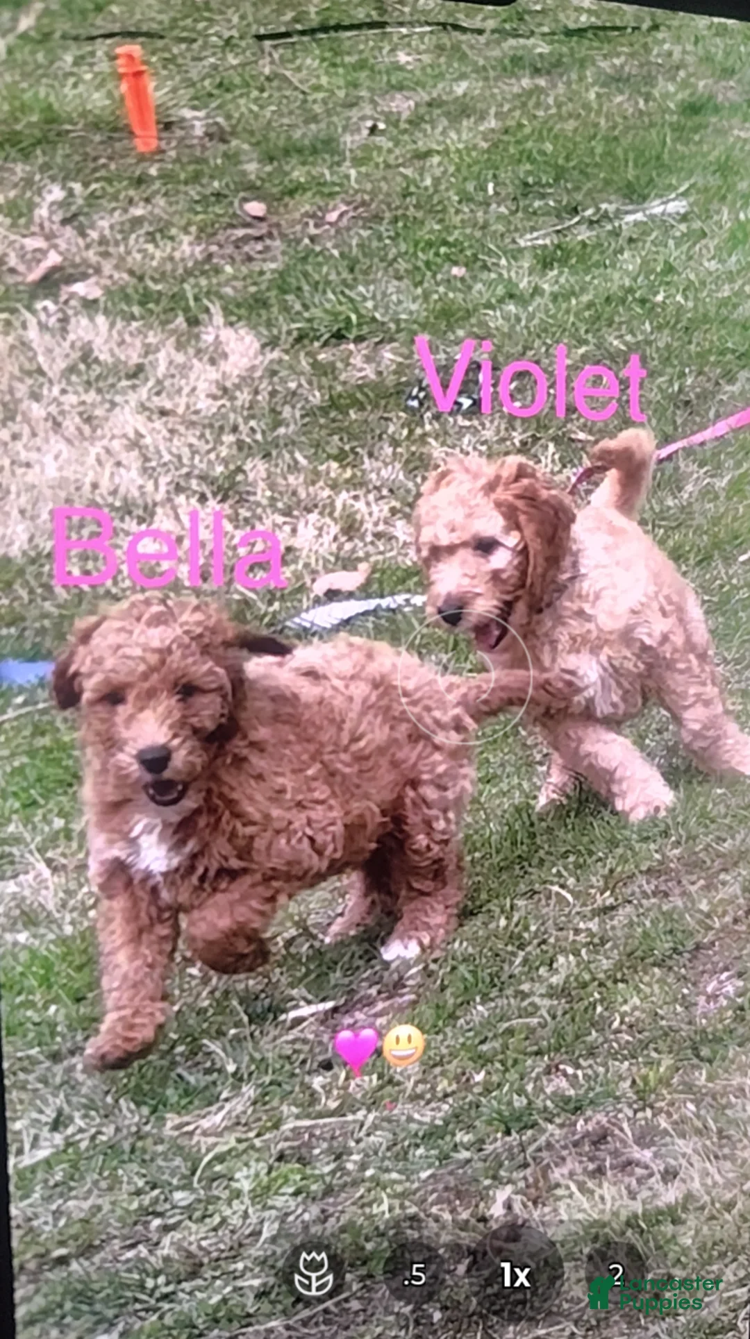 Goldendoodle dogs for sale: Violet (Mini Goldendoodle 🐕)   - Ad 1
