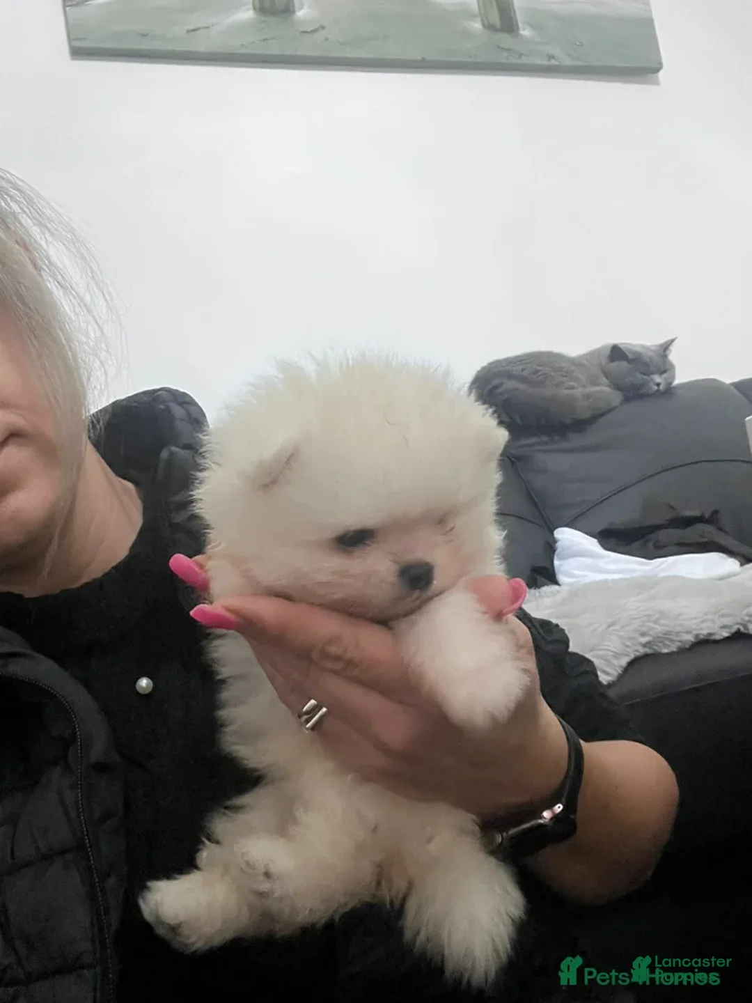 Pomeranian dogs for sale: Kayla - Ad 14
