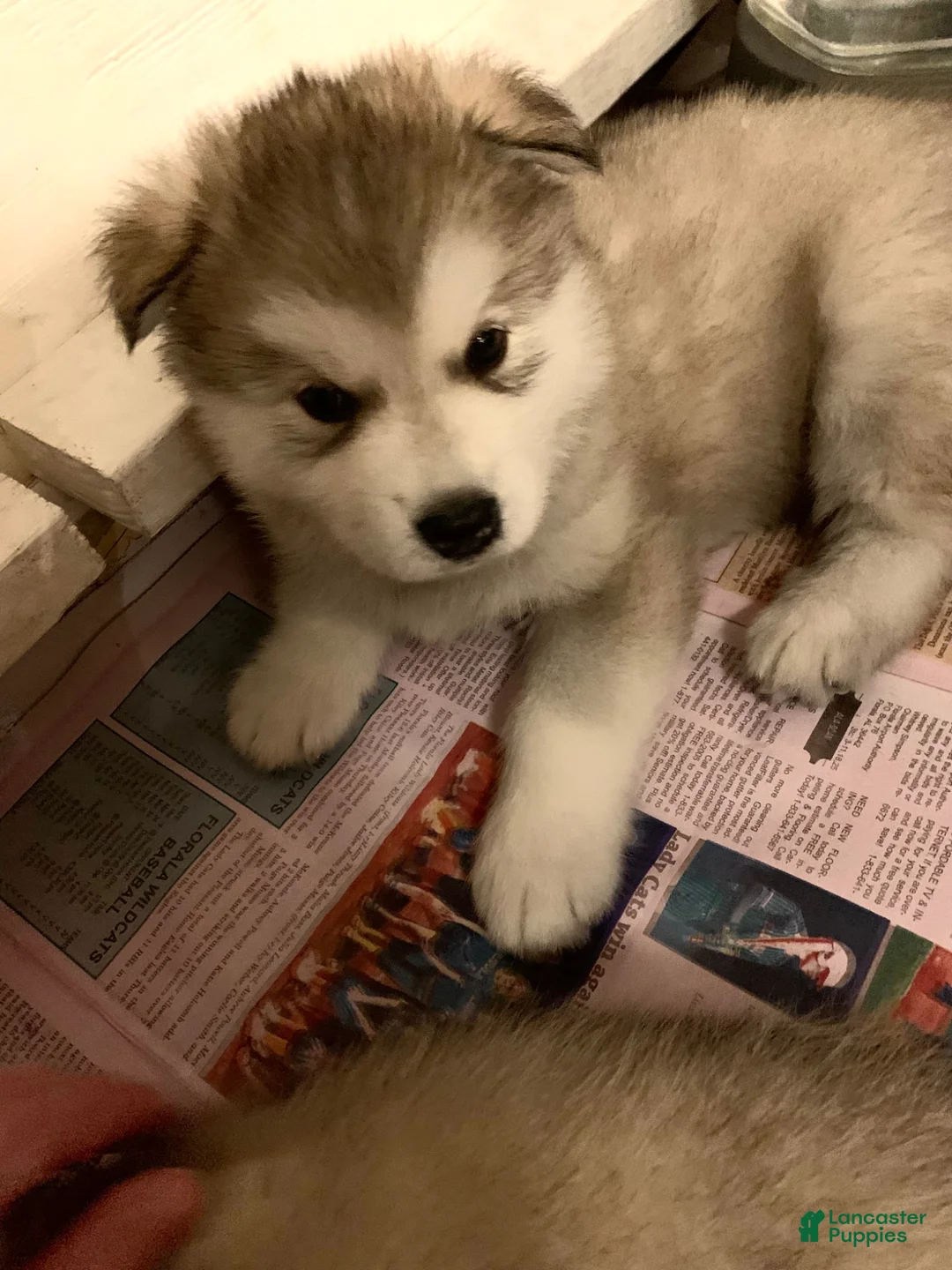 Alaskan Malamute dogs for sale: Tiny Tail - Ad 1