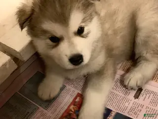 Alaskan Malamute dogs Tiny Tail - Ad 5