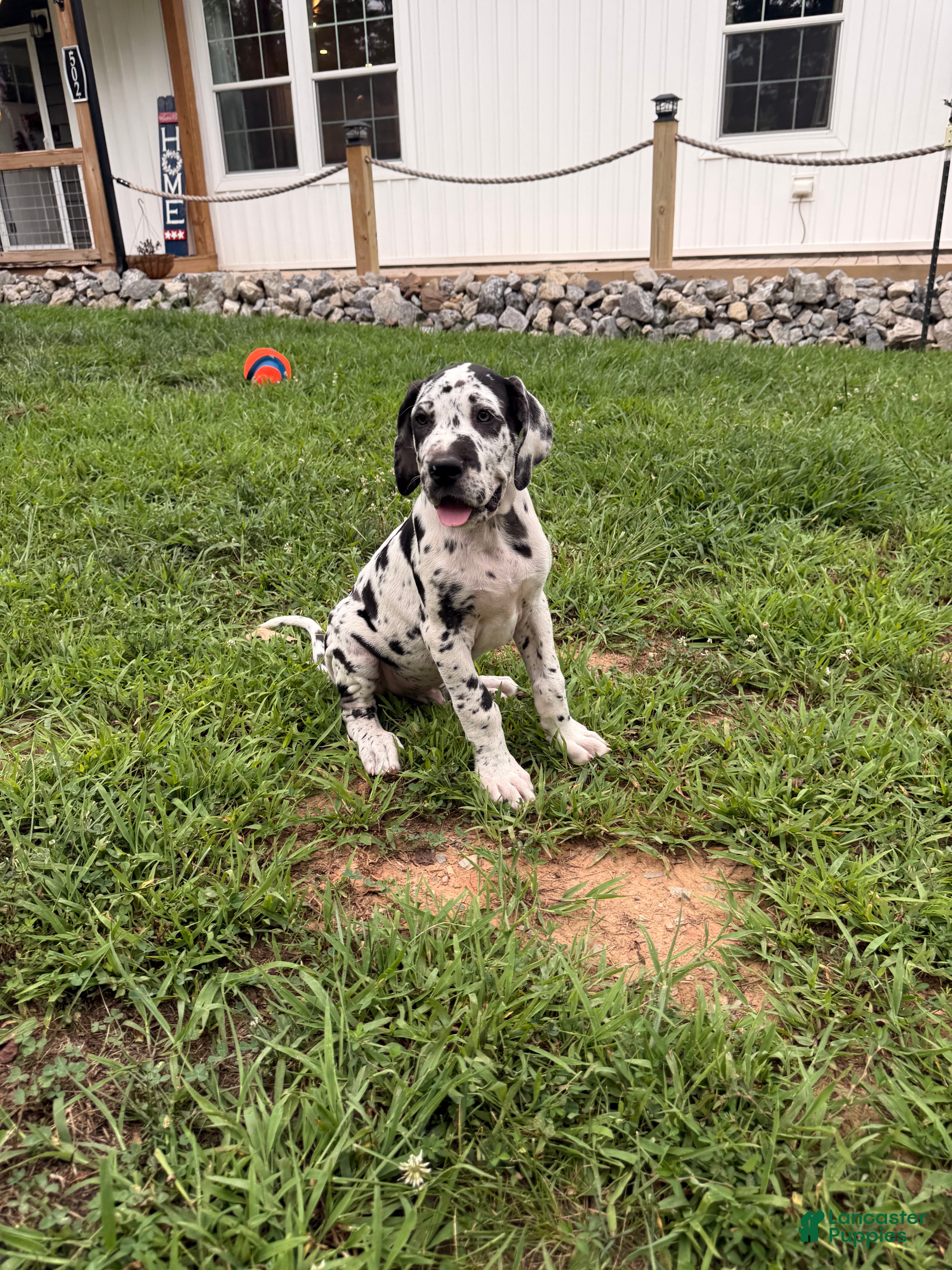 Great Dane dogs Tommy Lee - Ad 2