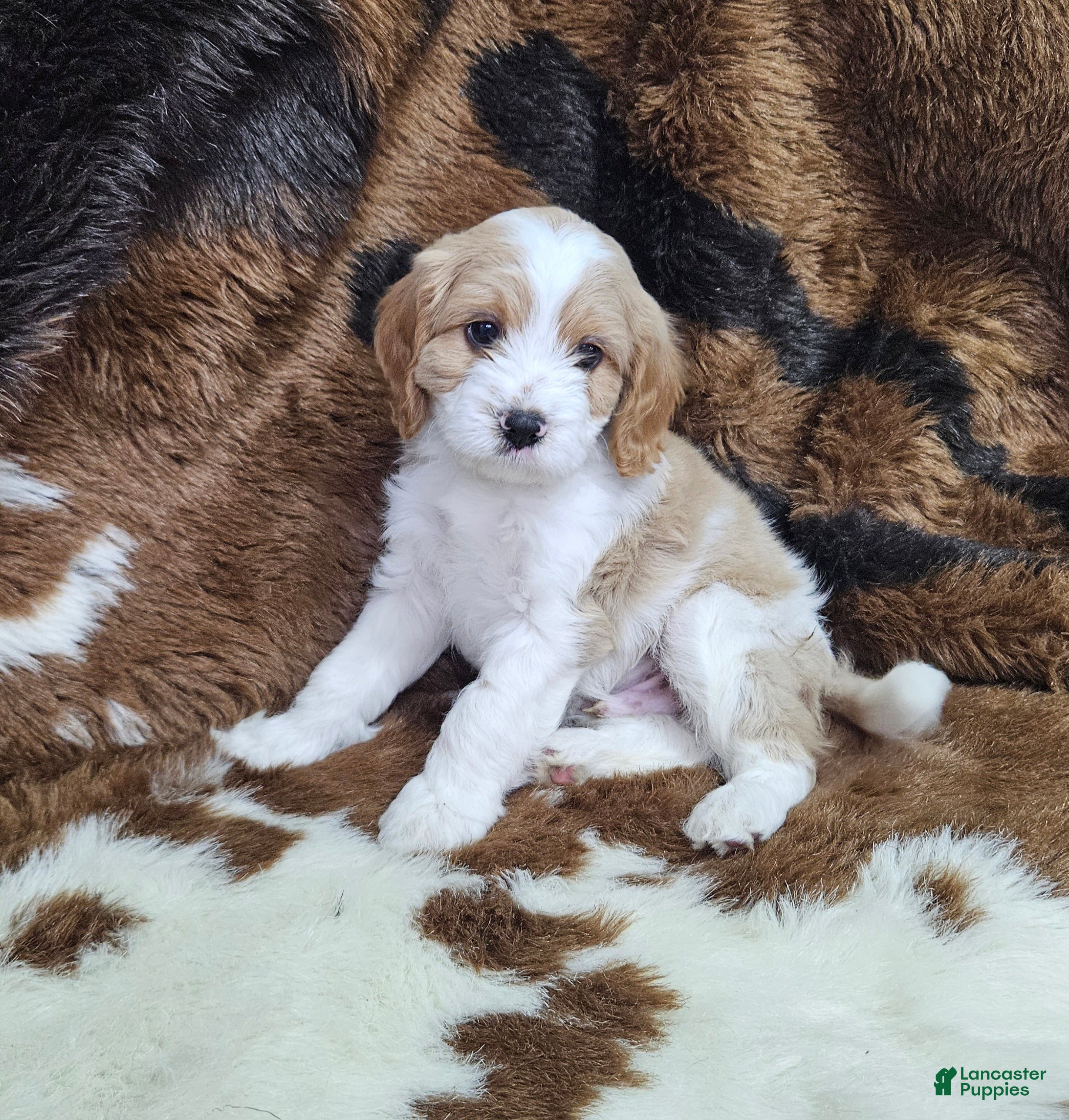 Cavapoo dogs F1 Stormy - Ad 27