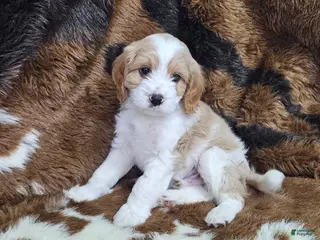 Cavapoo dogs F1 Stormy - Ad 32
