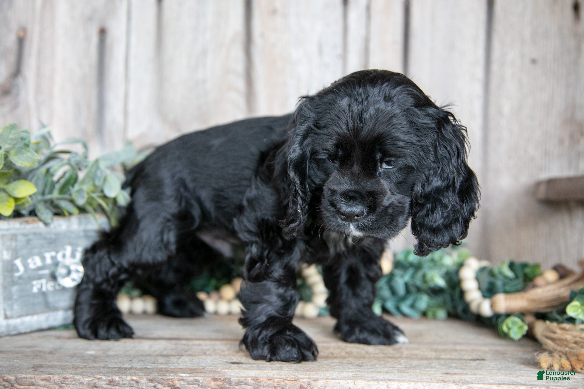 Cocker Spaniel dogs Duke - Ad 37