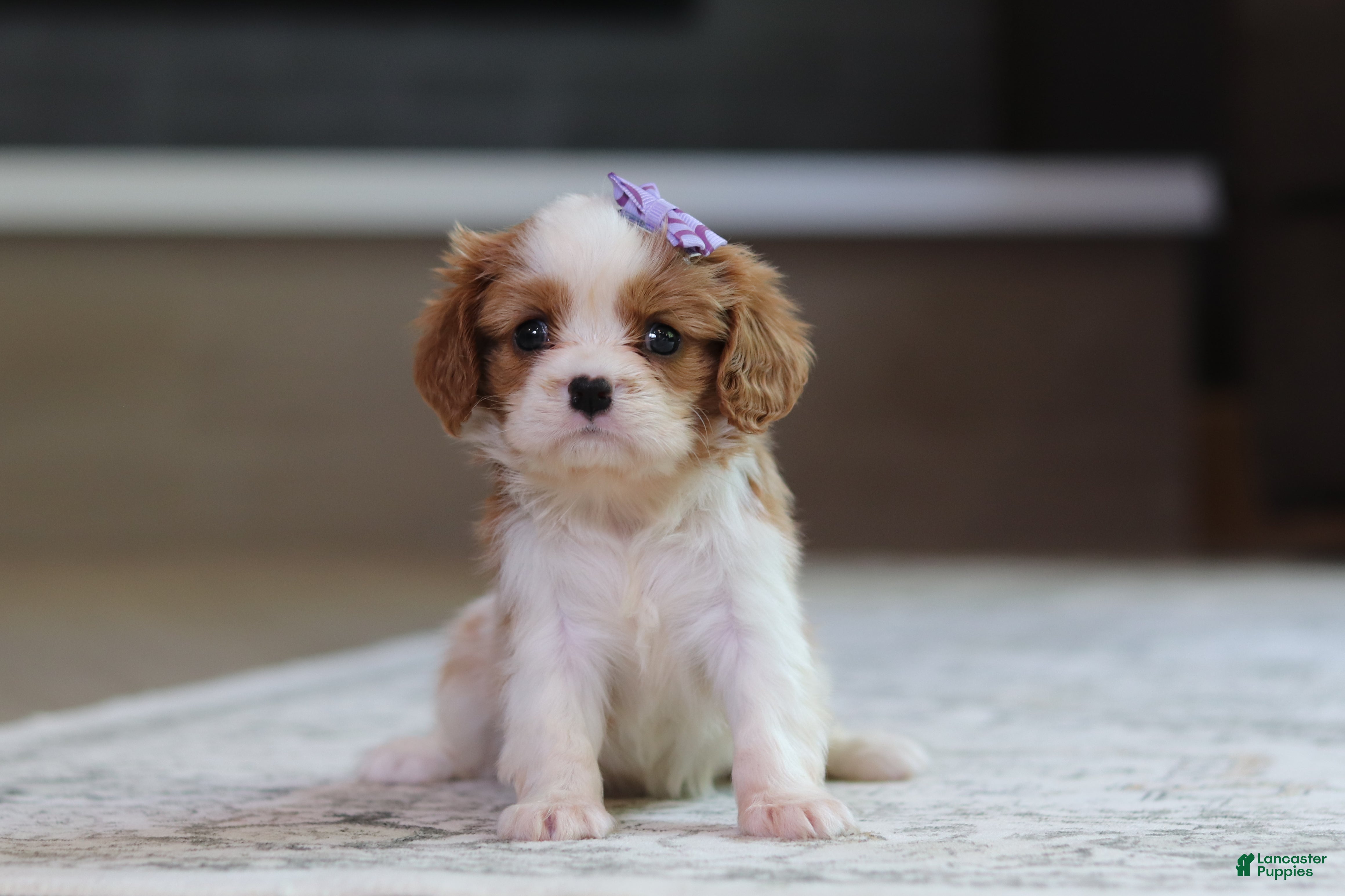 Cavalier King Charles Spaniel dogs Sammy - Ad 2