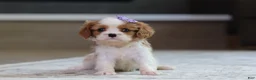 Cavalier King Charles Spaniel dogs for sale: Sammy - Ad 2