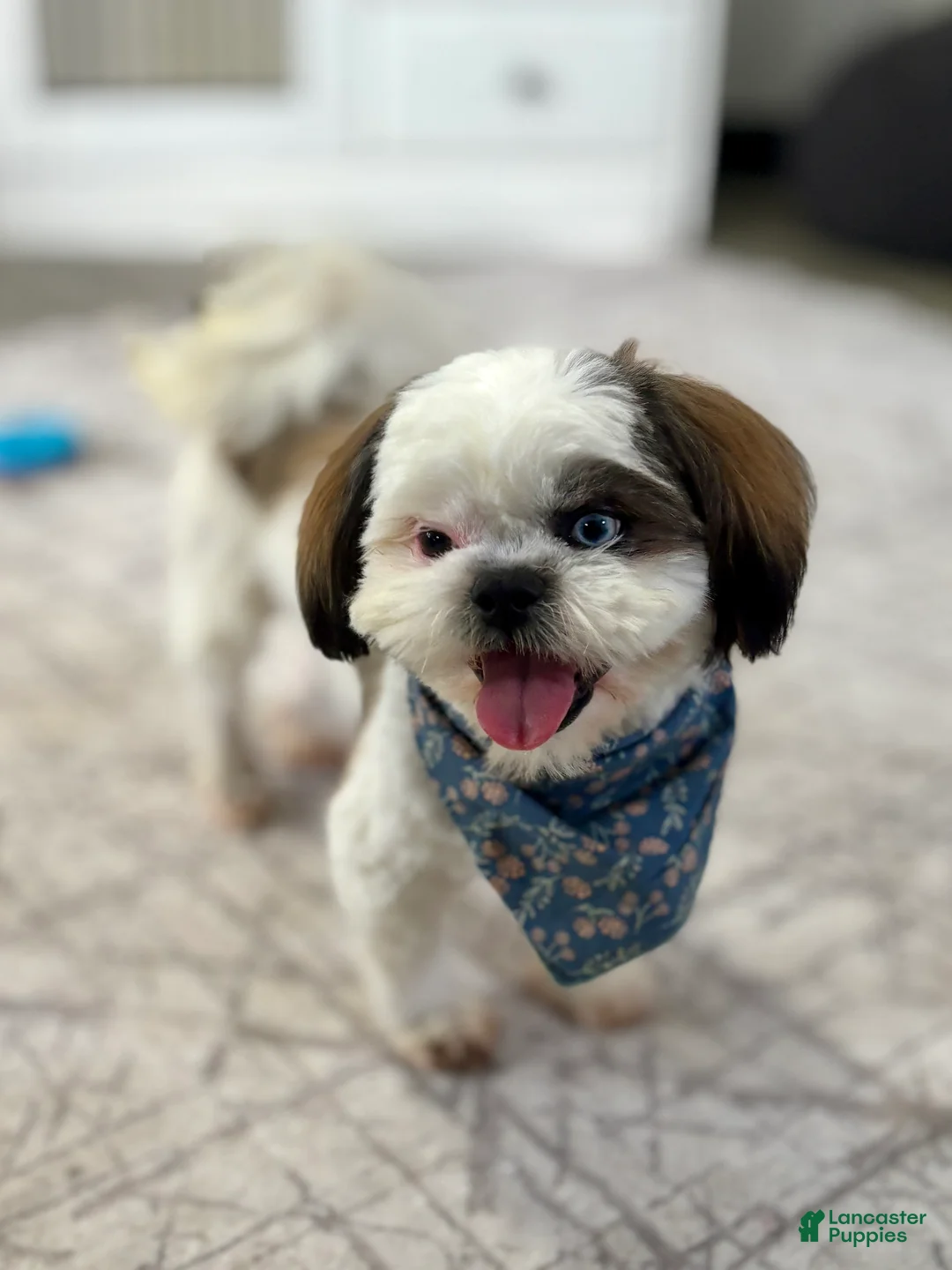 Shih Tzu dogs for sale: Shih Tzu Puppy 1 - Ad 4