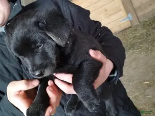 Mixed Breed dogs Holly - Ad 37