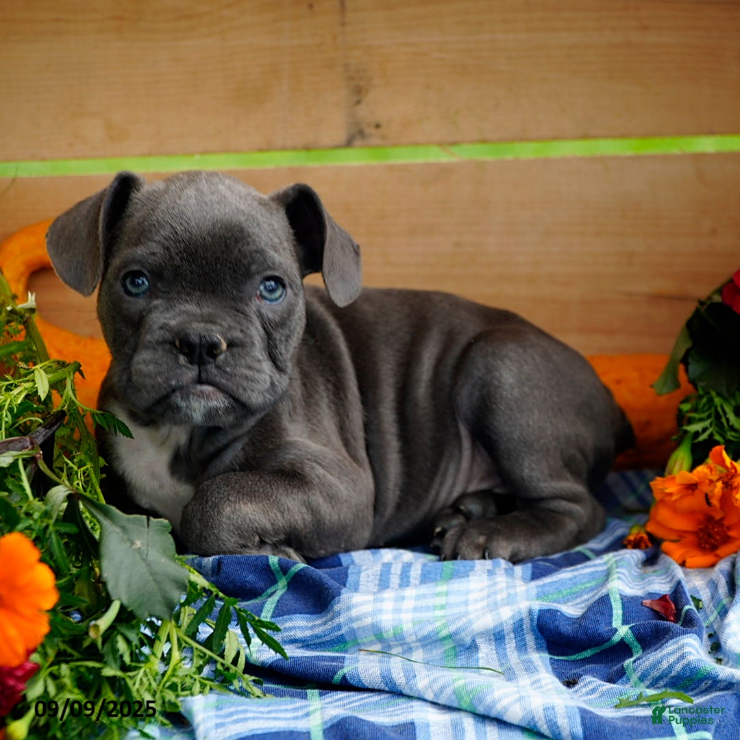 Blue French Mini Frenchton Puppies For Sale Merle Mini Frenchie