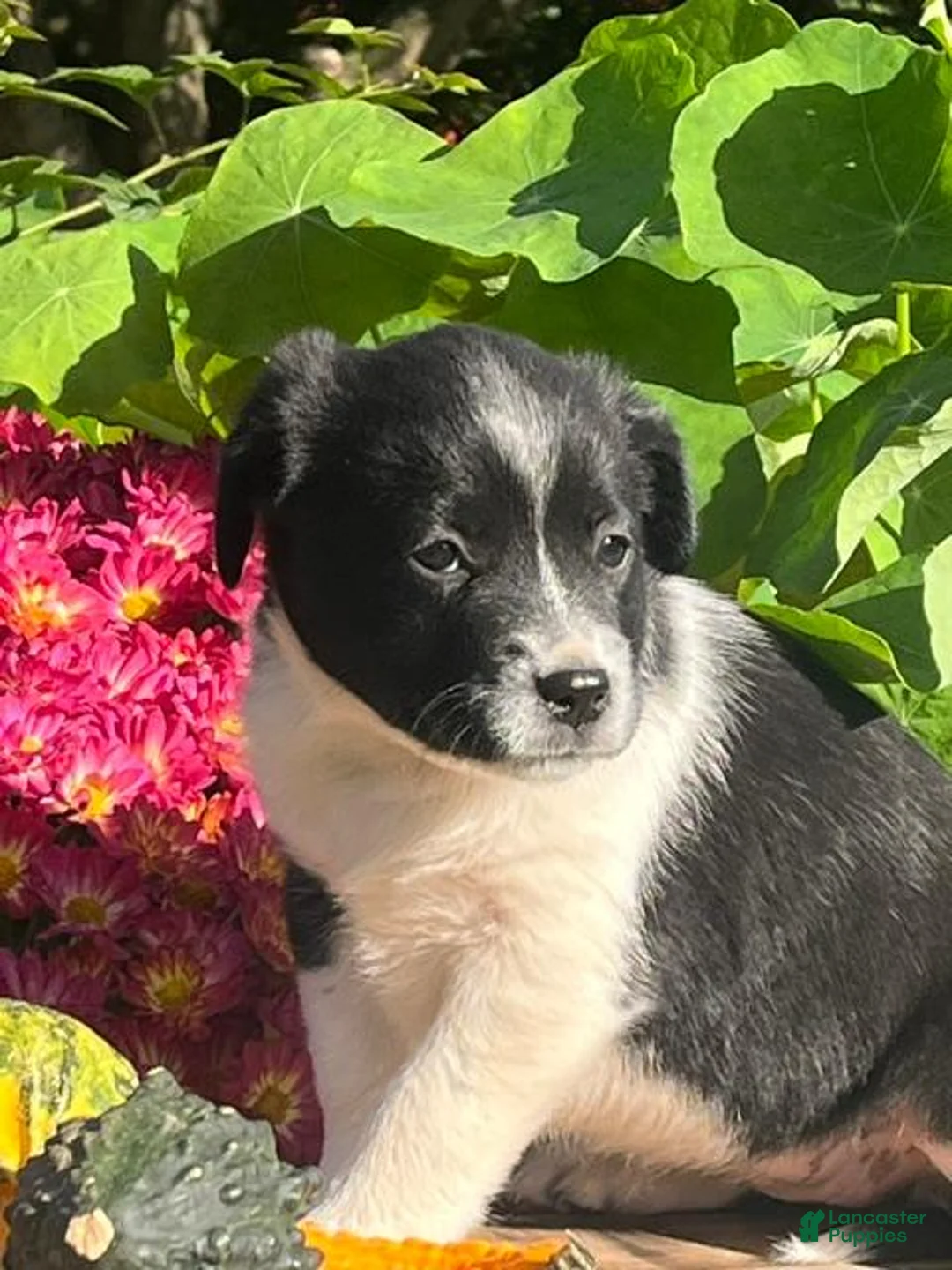 Mixed Breed dogs for sale: Reilly - Ad 3