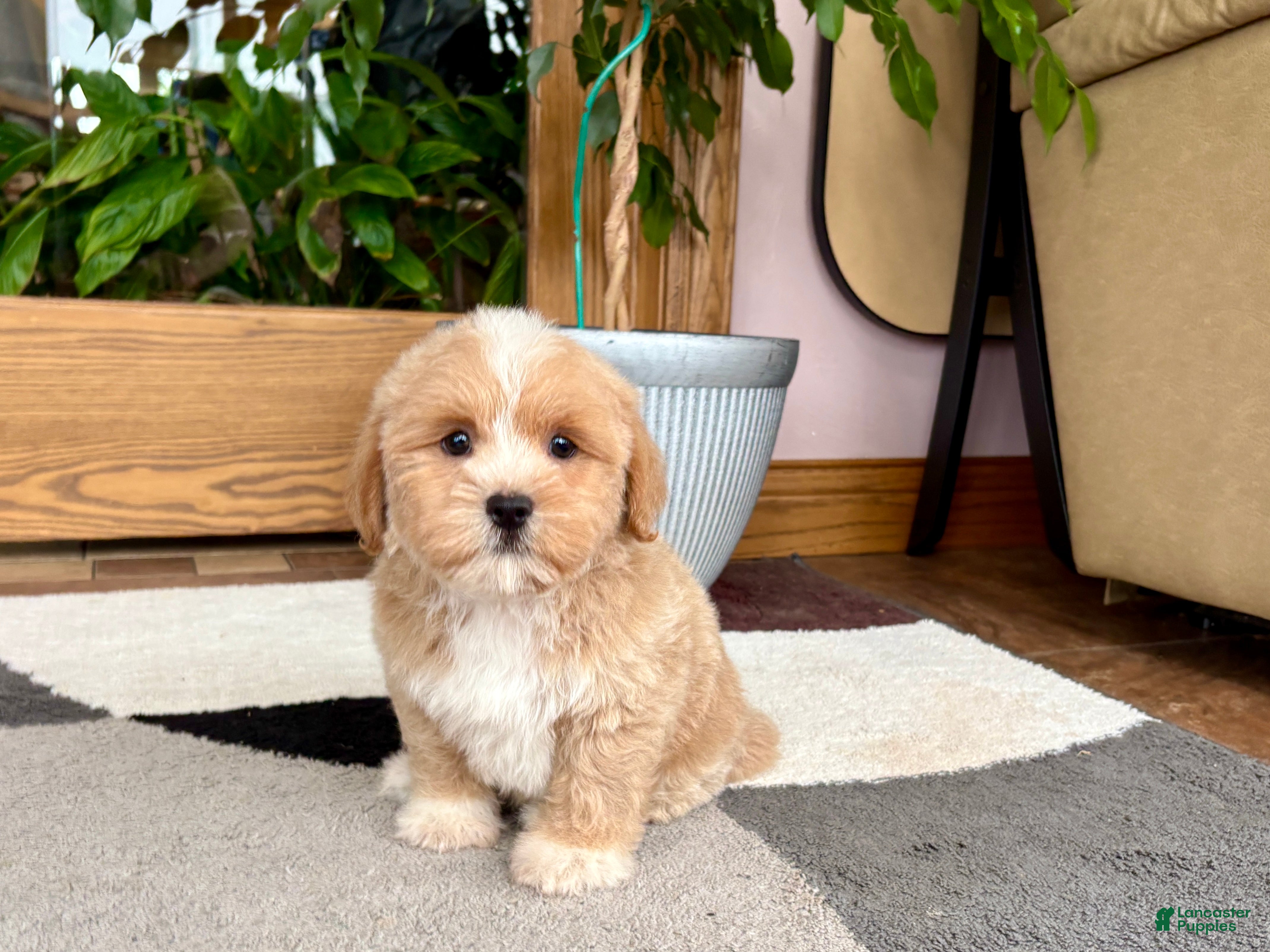 Mixed Breed dogs Lhatese boy 1 - Ad 2