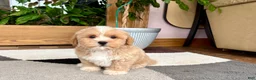 Mixed Breed dogs for sale: Lhatese boy 1 - Ad 2