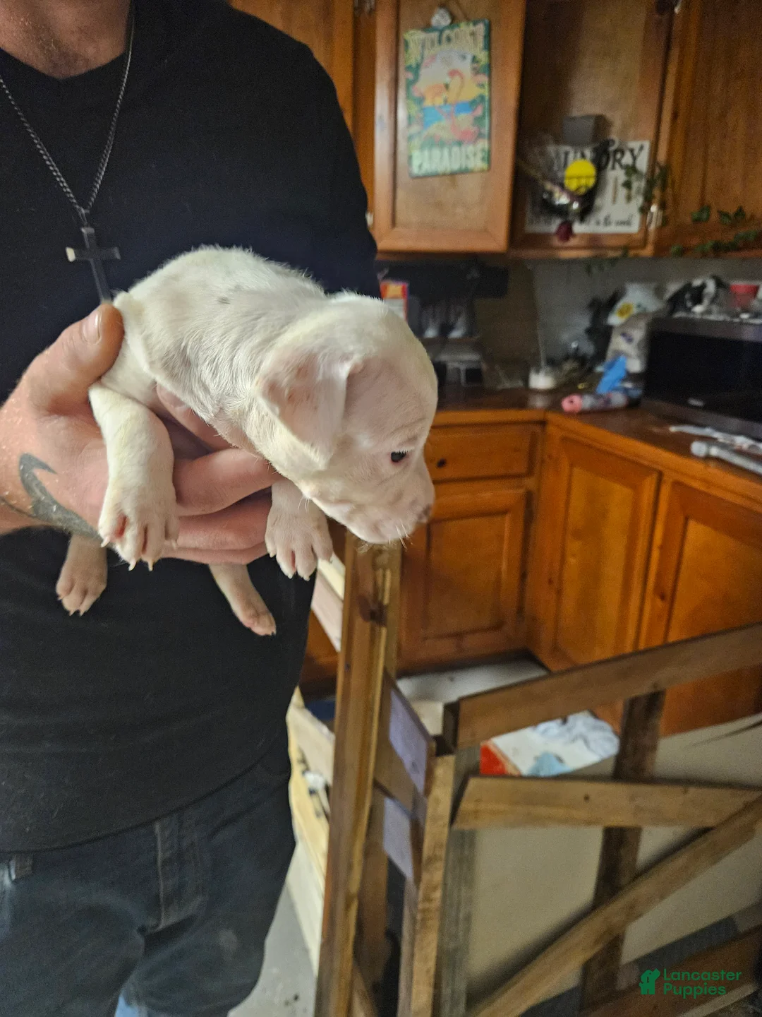 American Pit Bull Terrier dogs for sale: American Pit Bull Terrier 1 - Ad 1