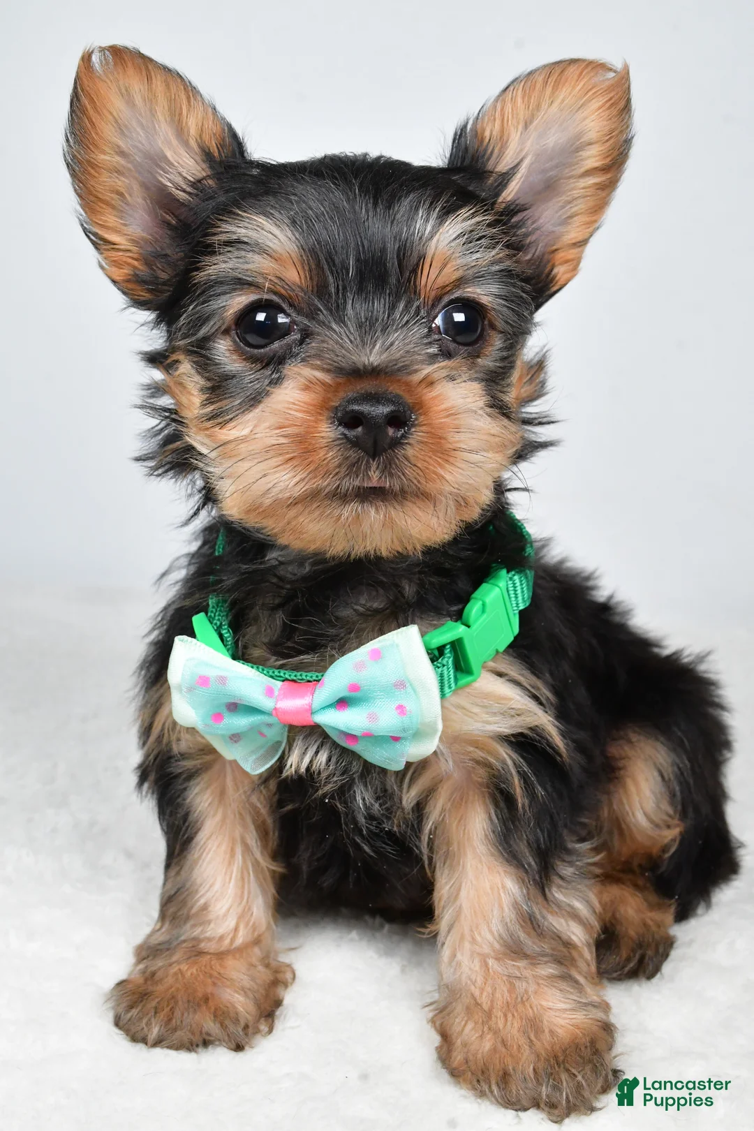 Yorkshire Terrier dogs for sale: Theo - Ad 6