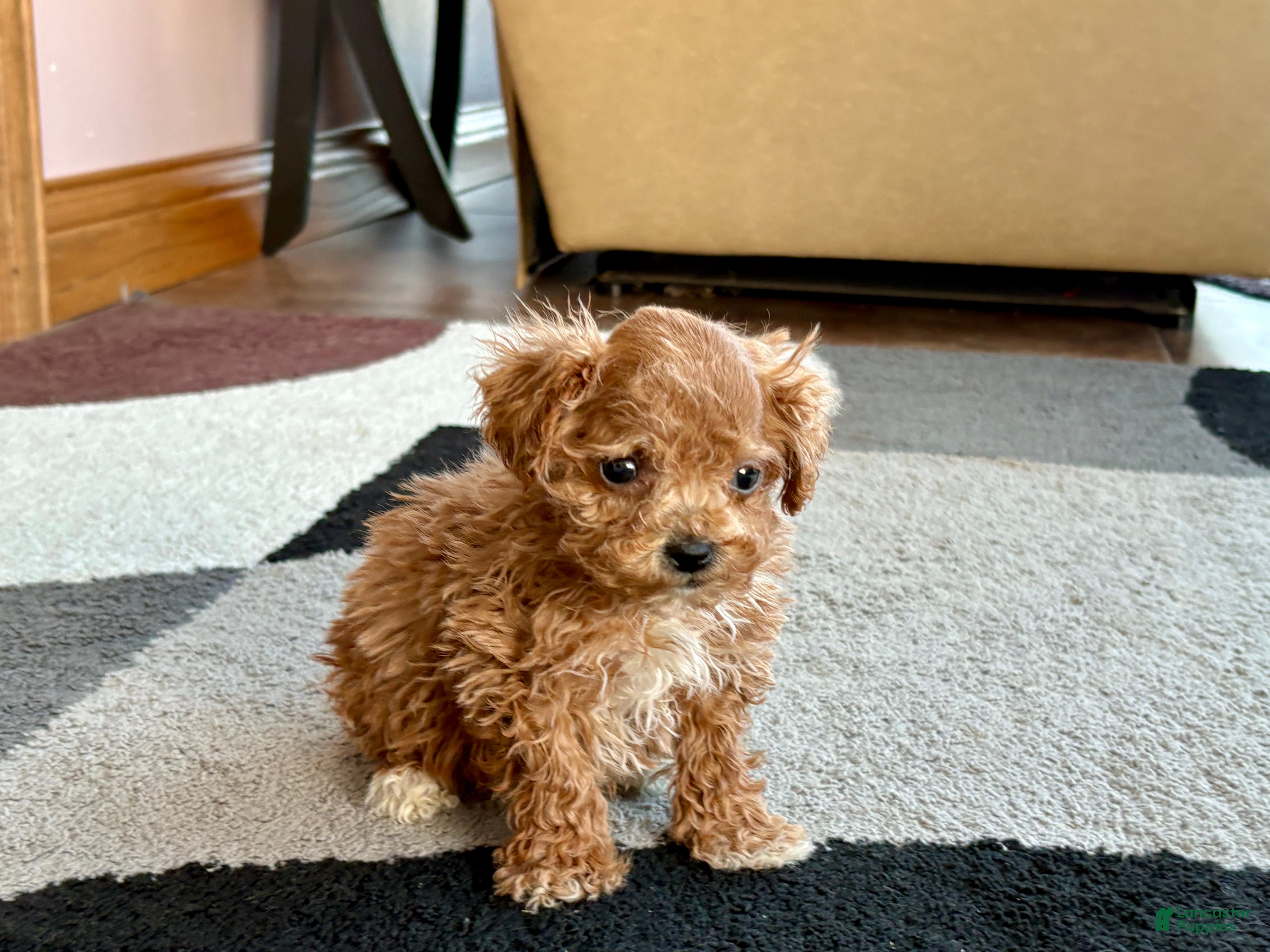 Havapoo dogs Jerry Tiny - Ad 5