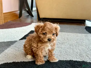 Havapoo dogs Jerry Tiny - Ad 5