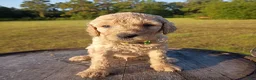 Goldendoodle dogs for sale: Christopher  - Ad 3