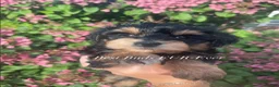 Miniature Schnauzer dogs for sale: Miniature Schnauzer 3 - Ad 4