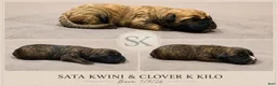 South African Boerboels dogs for sale: Brindle Male - Ad 4