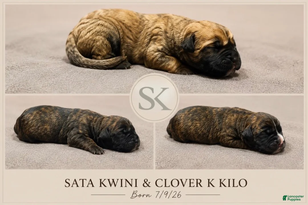South African Boerboels dogs for sale: Brindle Male - Ad 4