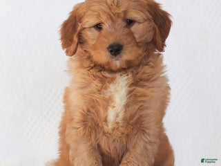 Mini Goldendoodle dogs Roslyn - Ad 24