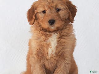 Mini Goldendoodle dogs Roslyn - Ad 21
