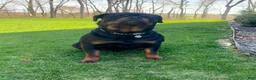 Rottweiler dogs for sale: Cedar - Ad 5