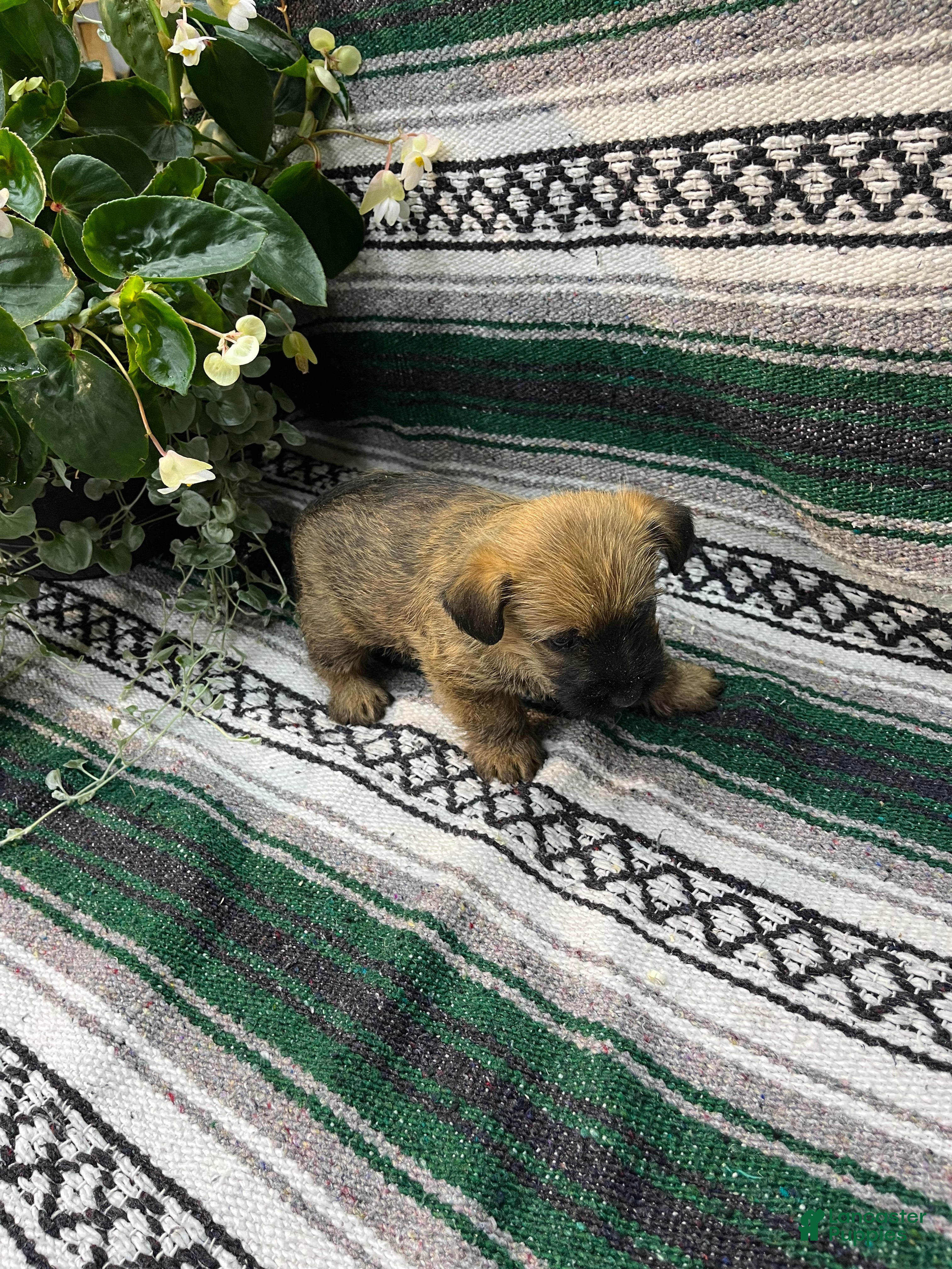 Cairn Terrier dogs Buddy - Ad 1