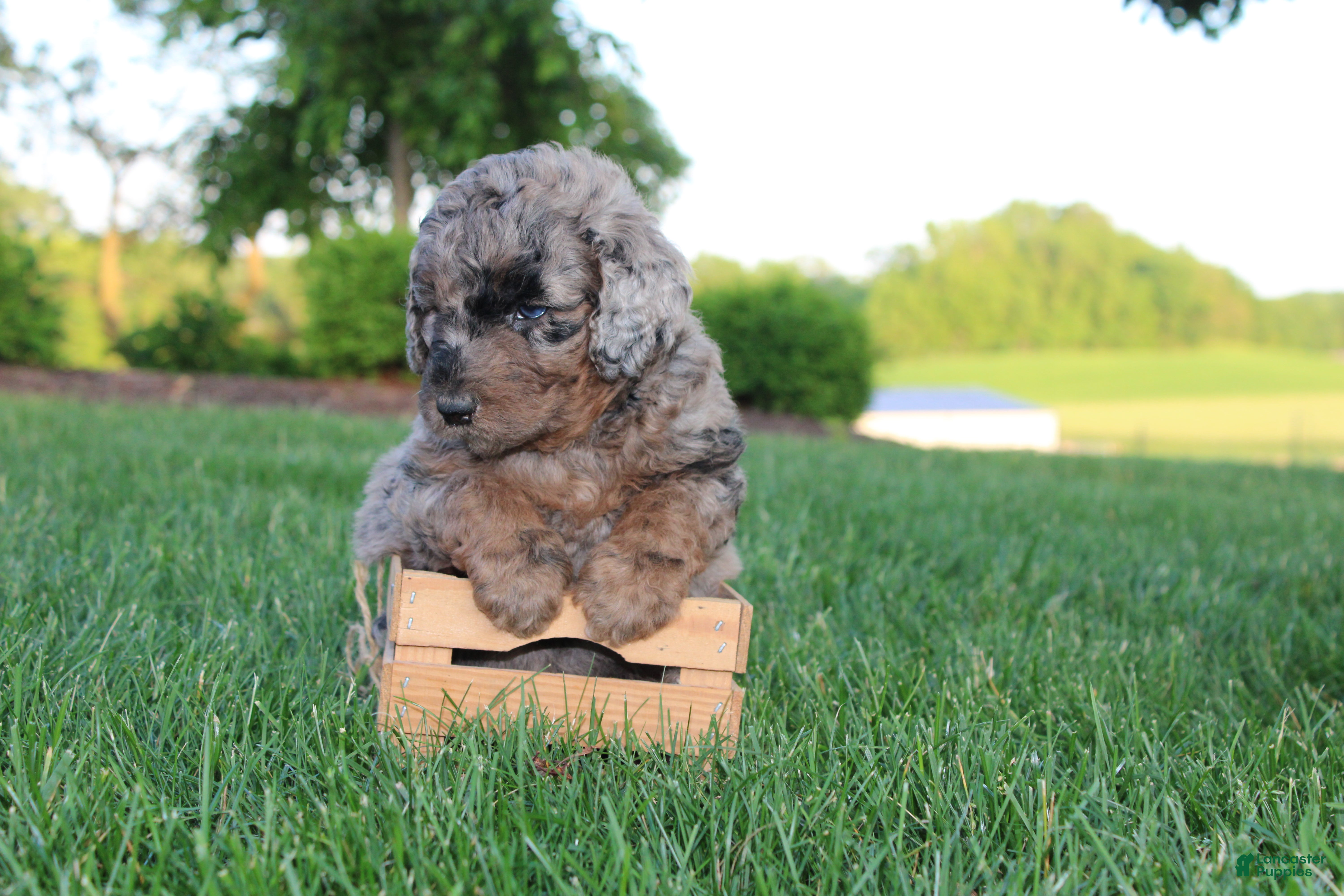 Mini Goldendoodle dogs Dee - Ad 1