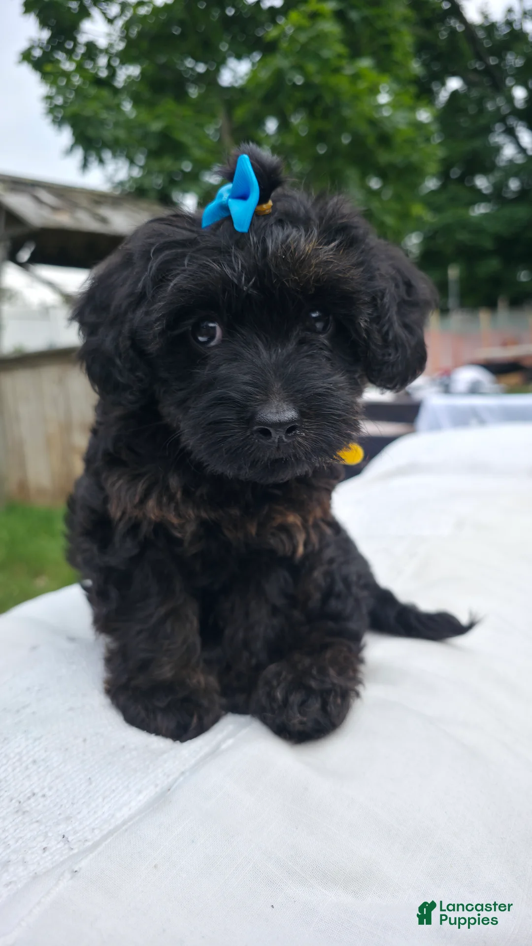 Yorkiepoo dogs for sale: Yorkiepoo Yellow Collar Female 💛 - Ad 1